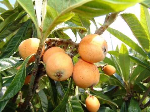 Eriobotrya japonica (Nespolo giapponese)